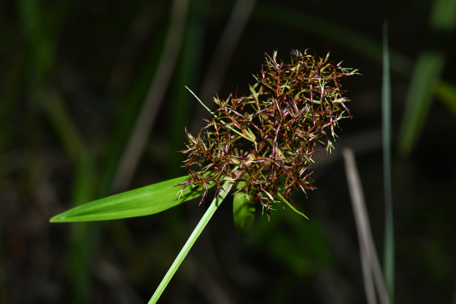 Scleria martii (Nees) Steud. - Photo Bivouac Naturaliste
