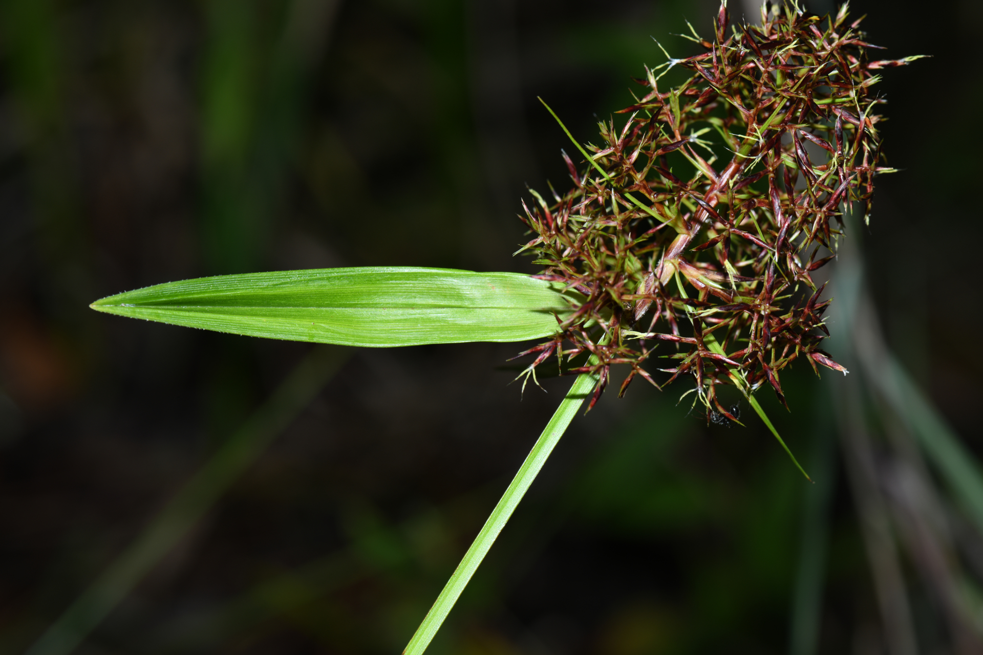 Scleria martii (Nees) Steud. - Photo Bivouac Naturaliste