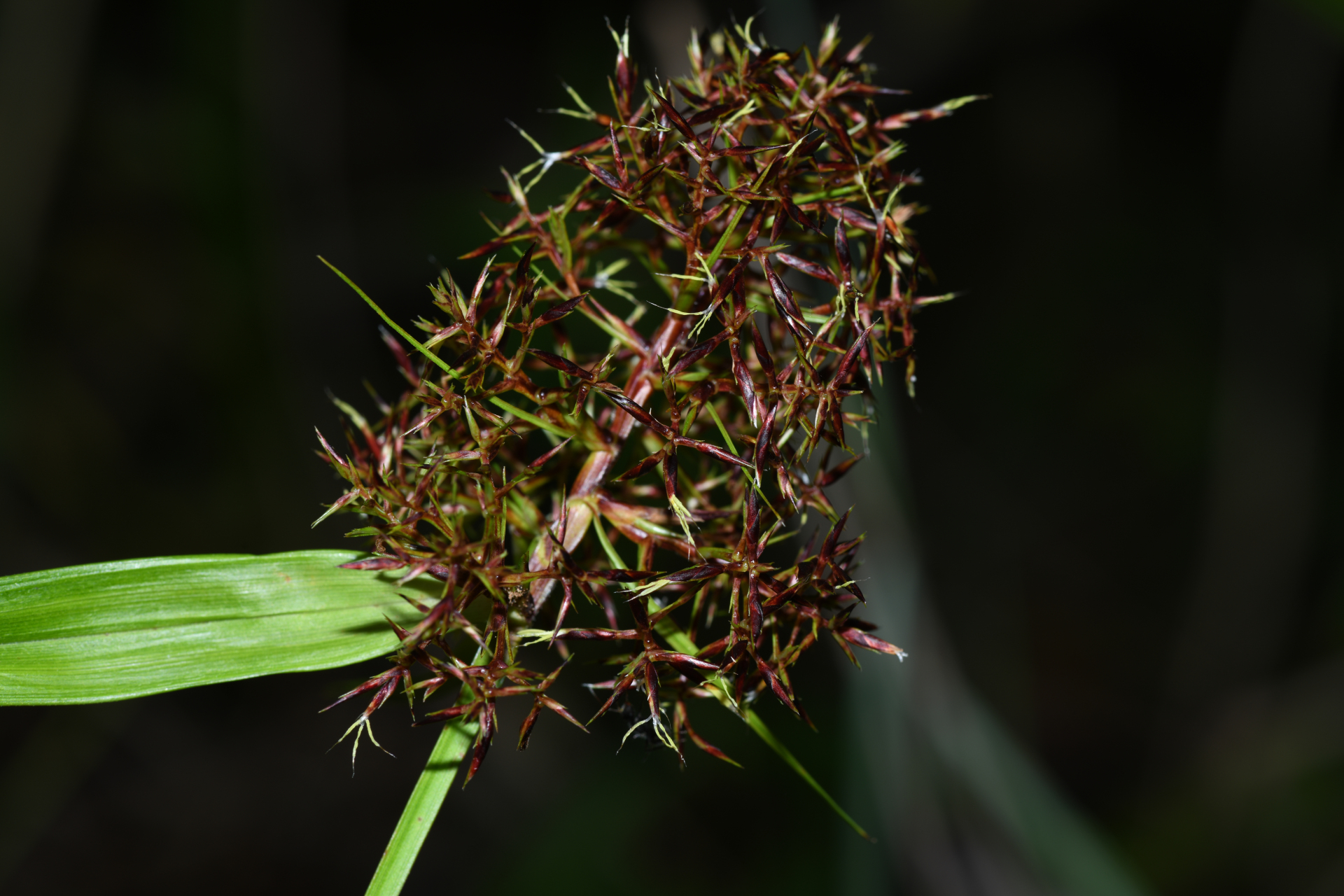 Scleria martii (Nees) Steud. - Photo Bivouac Naturaliste