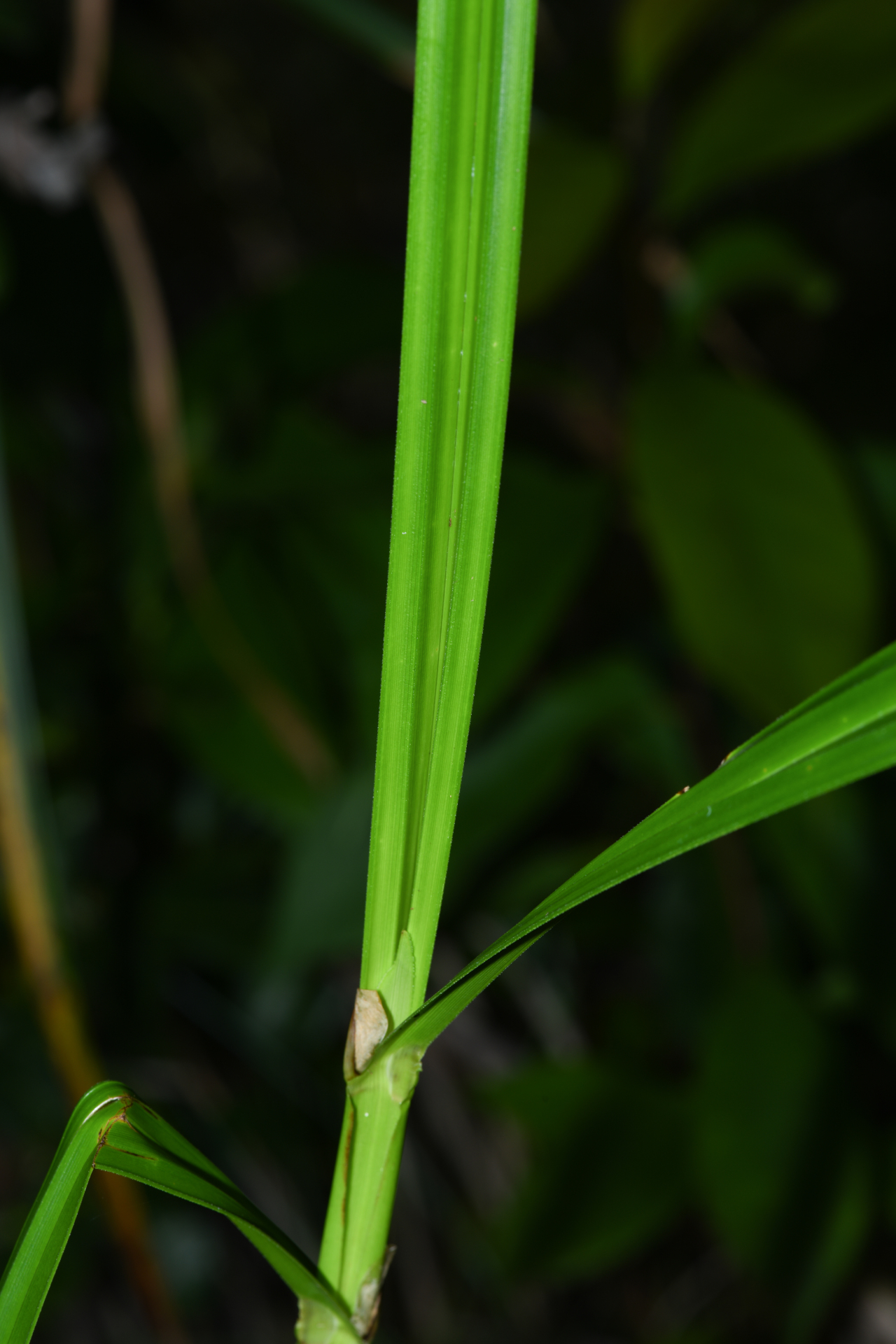 Scleria martii (Nees) Steud. - Photo Bivouac Naturaliste