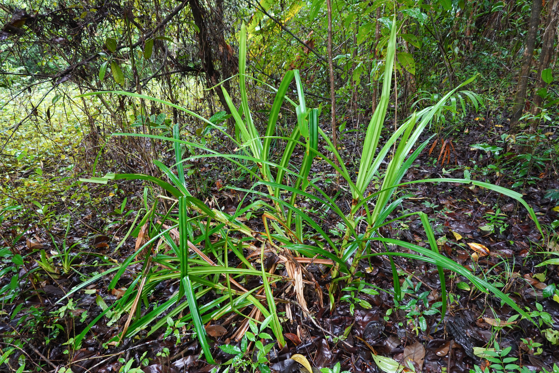 Scleria stipularis Nees - Photo Bivouac Naturaliste