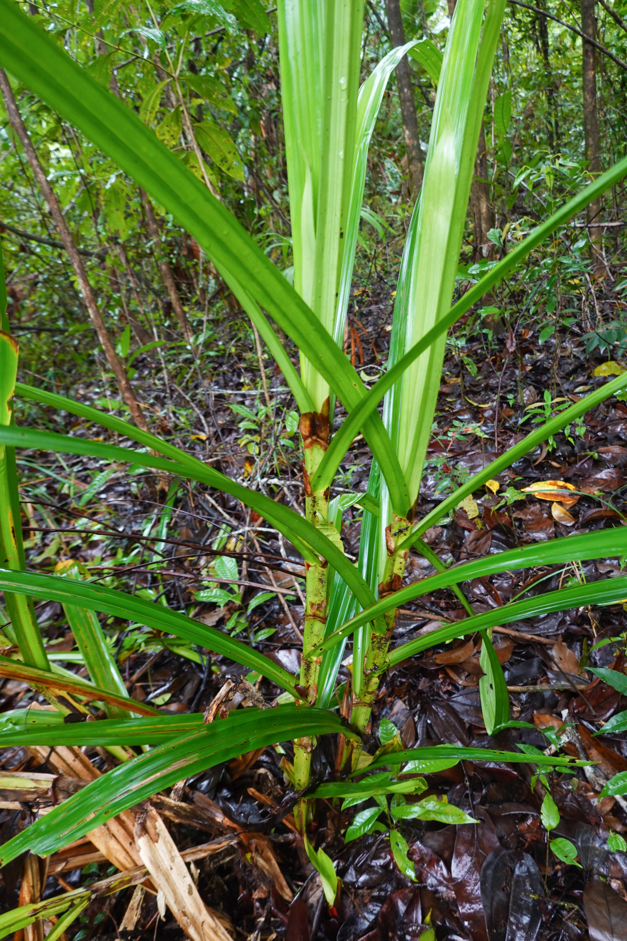 Scleria stipularis Nees - Photo Bivouac Naturaliste