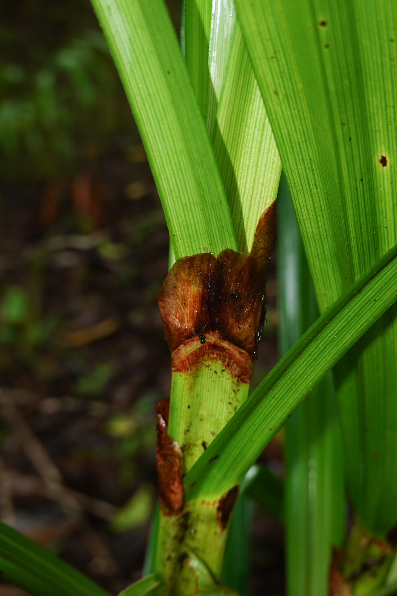 Scleria stipularis Nees - Photo Bivouac Naturaliste