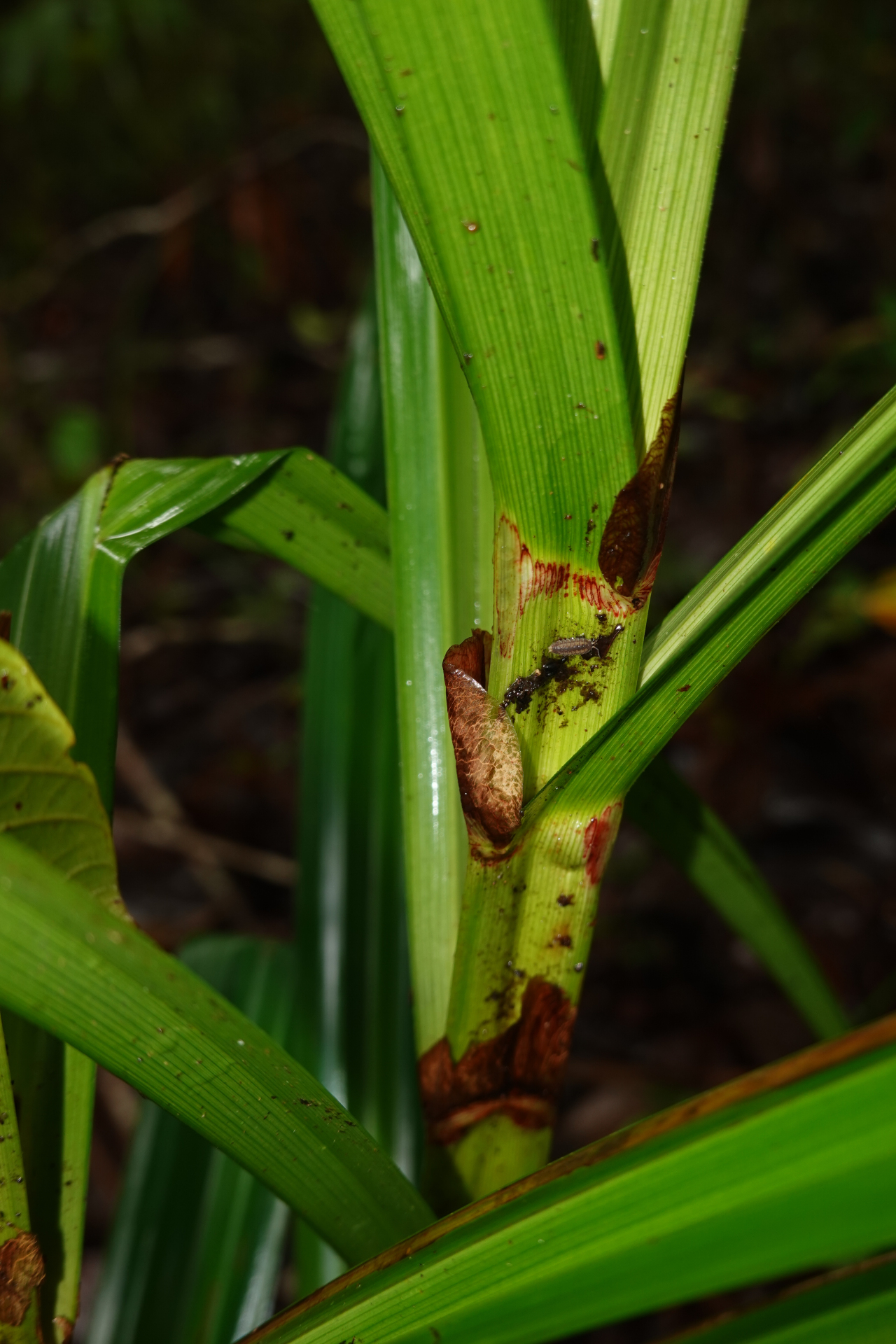 Scleria stipularis Nees - Photo Bivouac Naturaliste