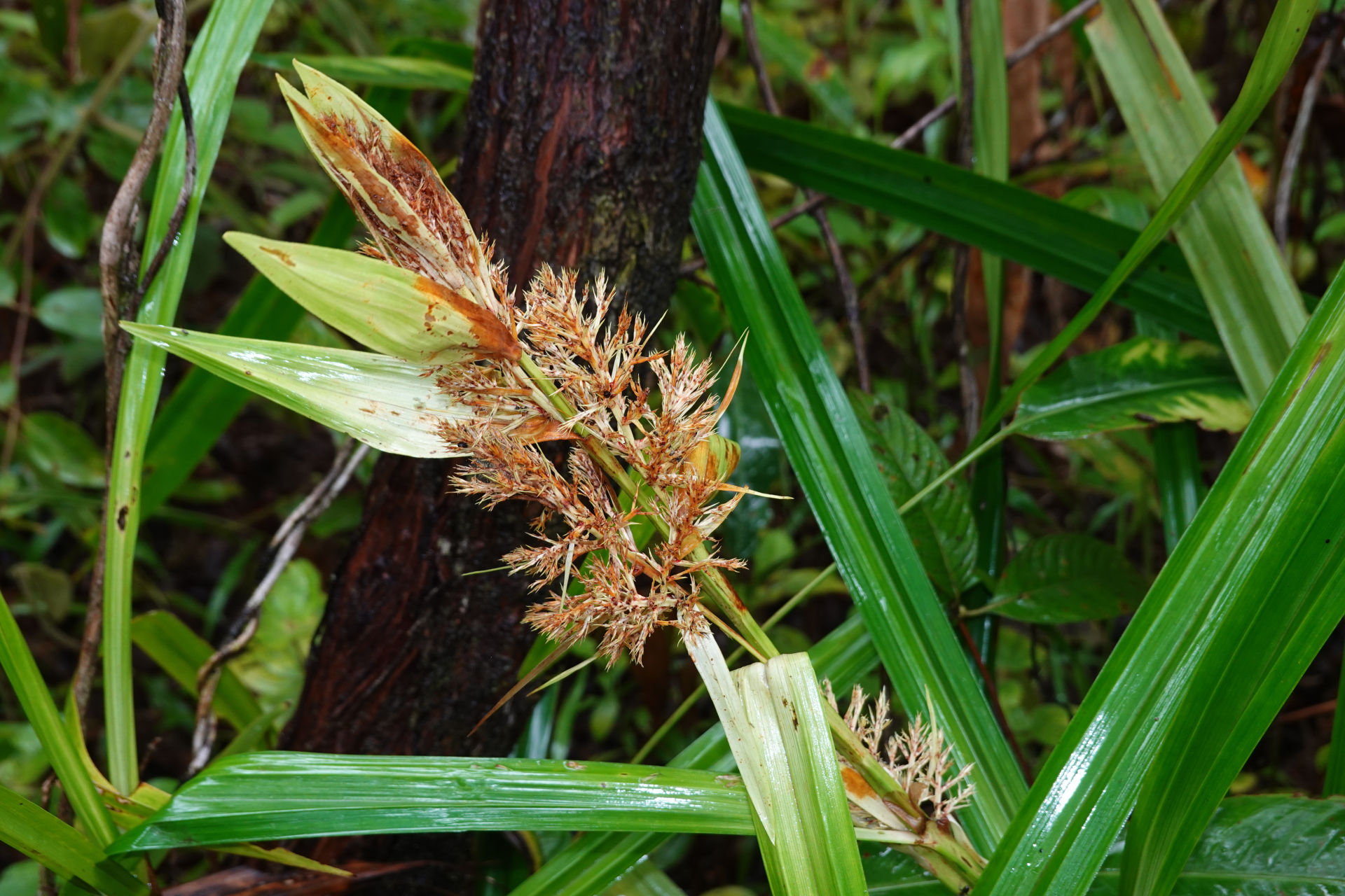 Scleria stipularis Nees - Photo Bivouac Naturaliste