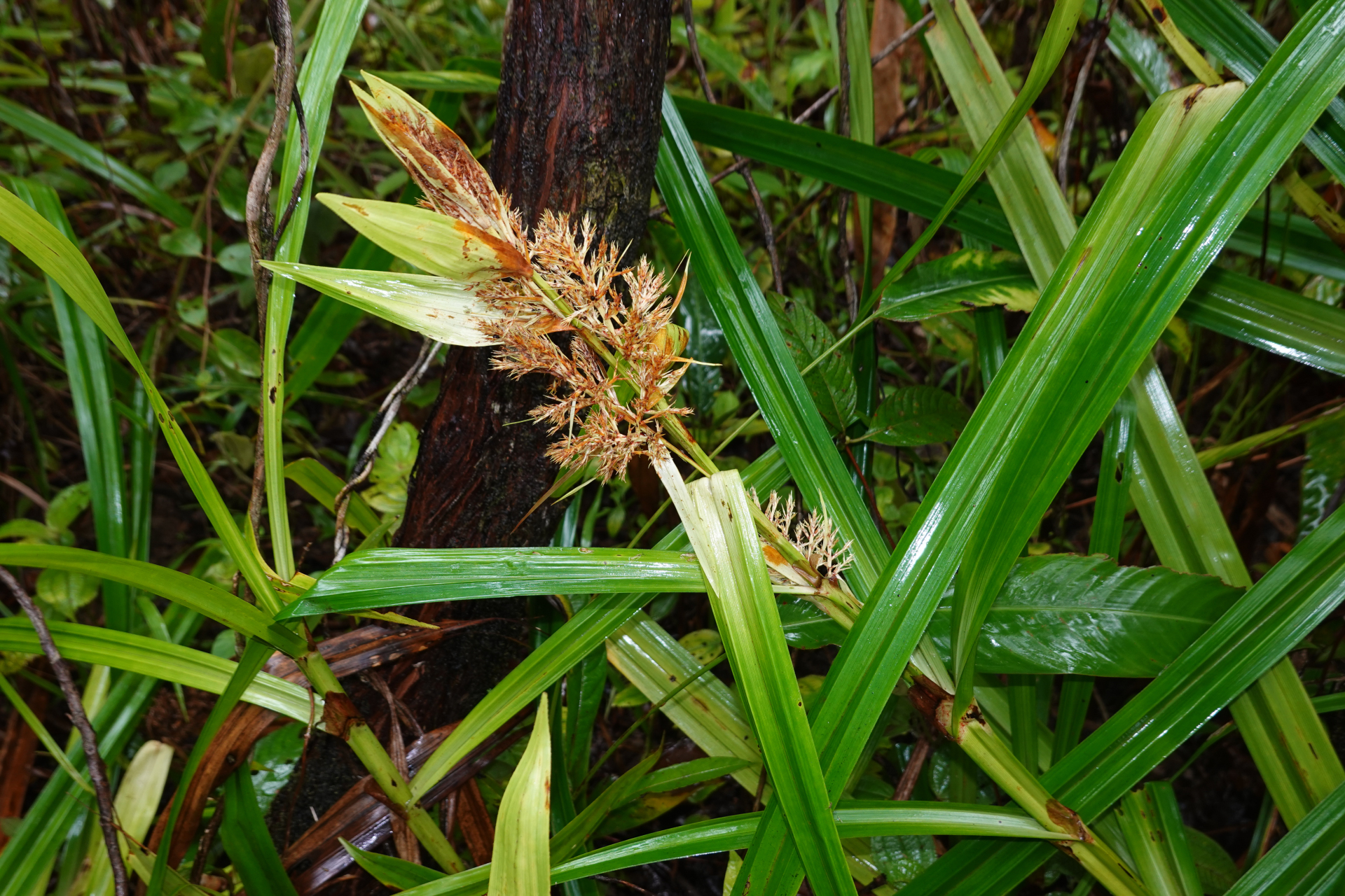 Scleria stipularis Nees - Photo Bivouac Naturaliste