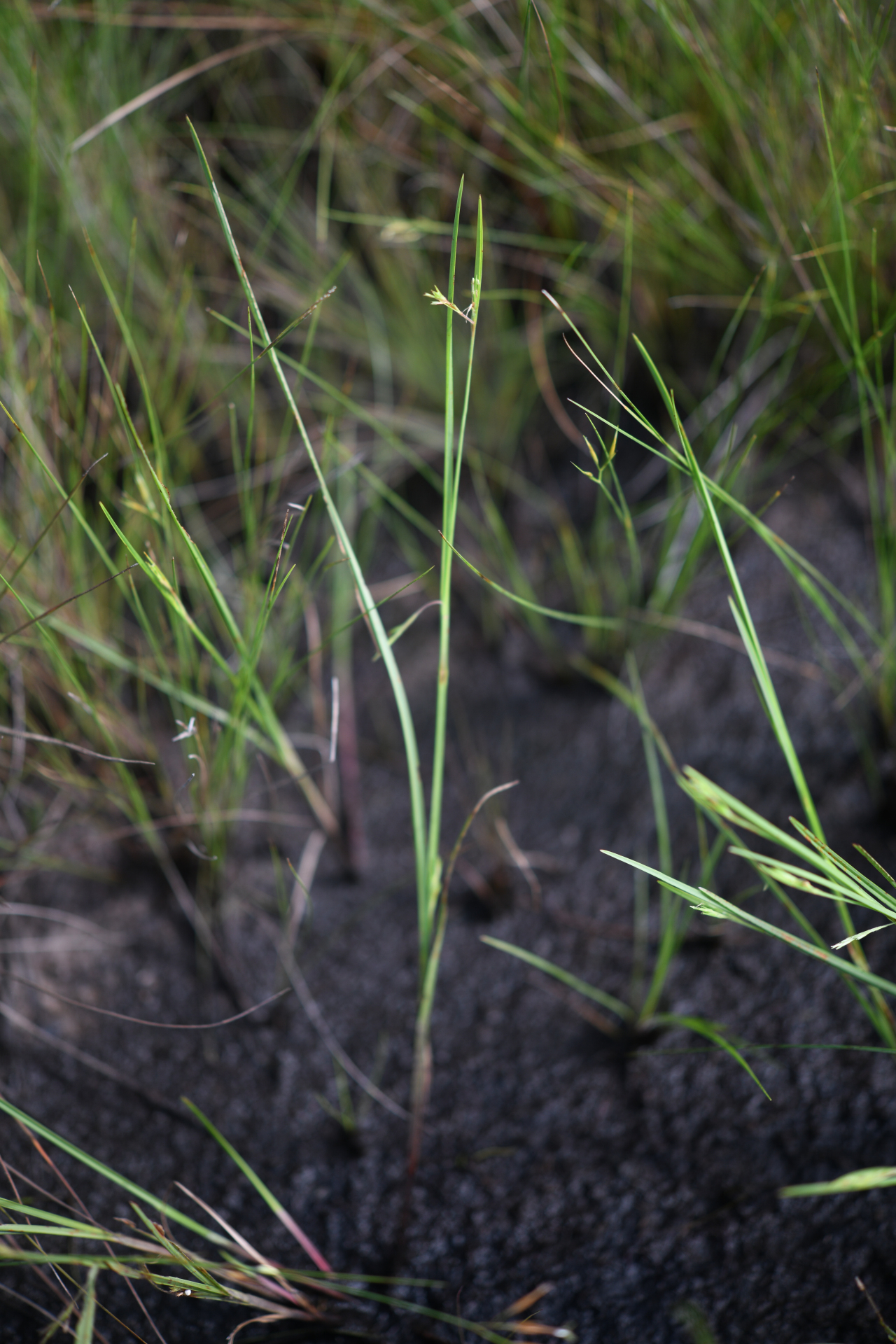 Scleria muehlenbergii Steud. - Photo Bivouac Naturaliste