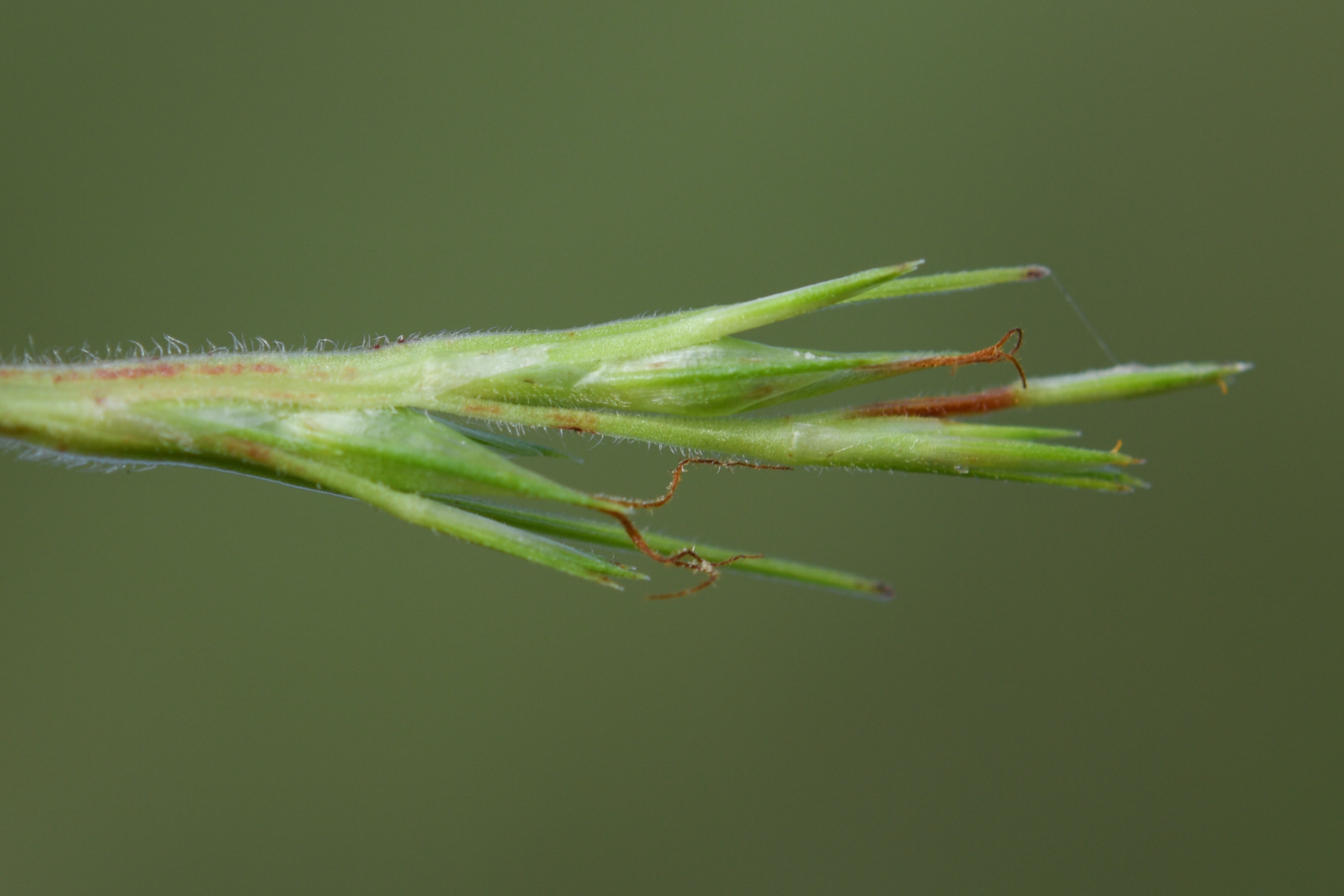 Scleria muehlenbergii Steud. - Photo Bivouac Naturaliste