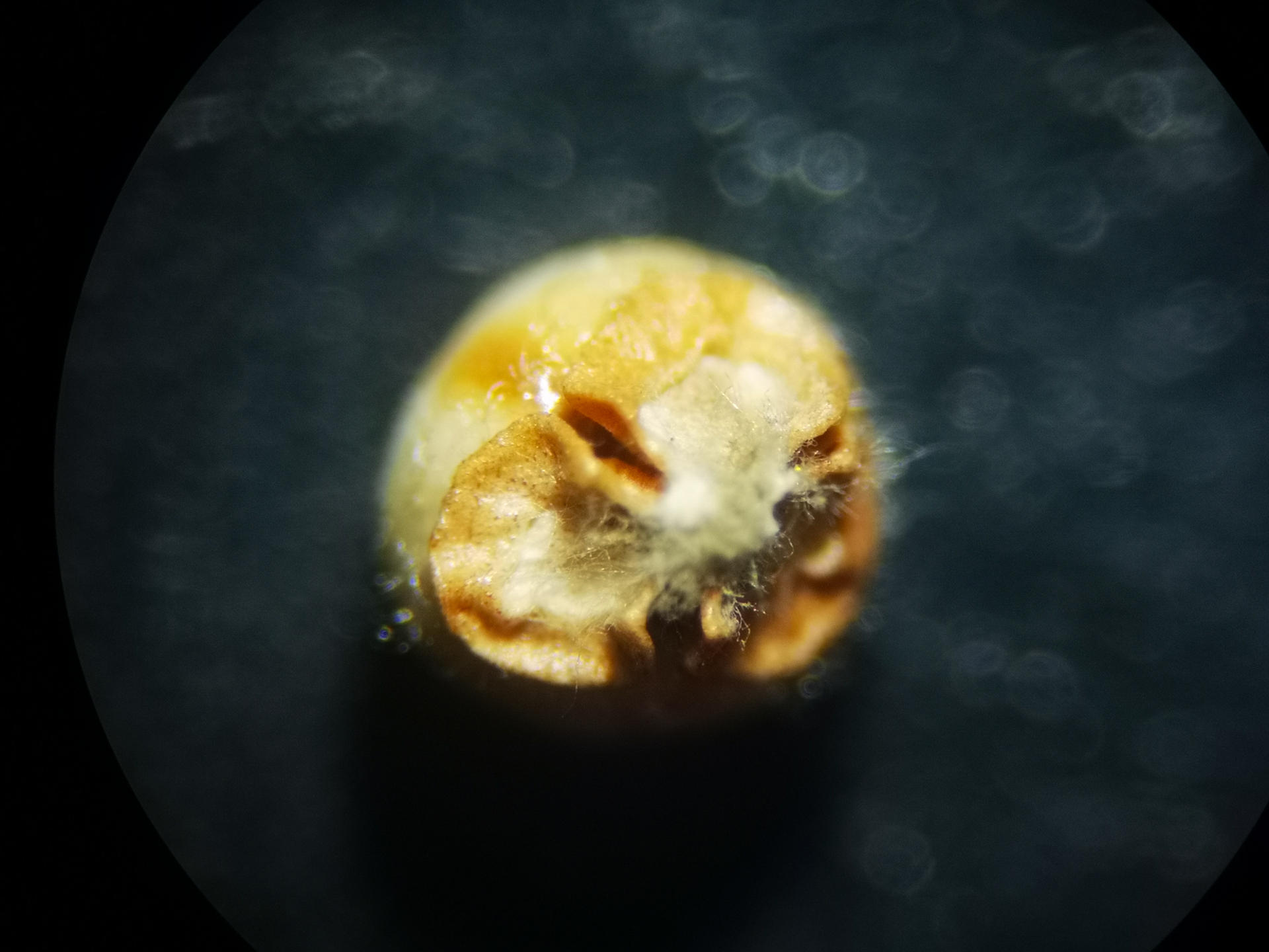 Scleria gaertneri Raddi - Photo Bivouac Naturaliste