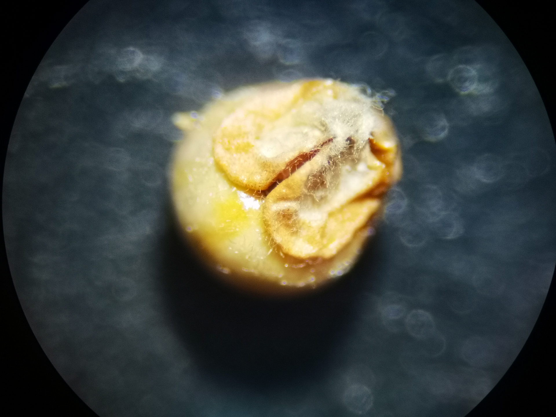 Scleria gaertneri Raddi - Photo Bivouac Naturaliste