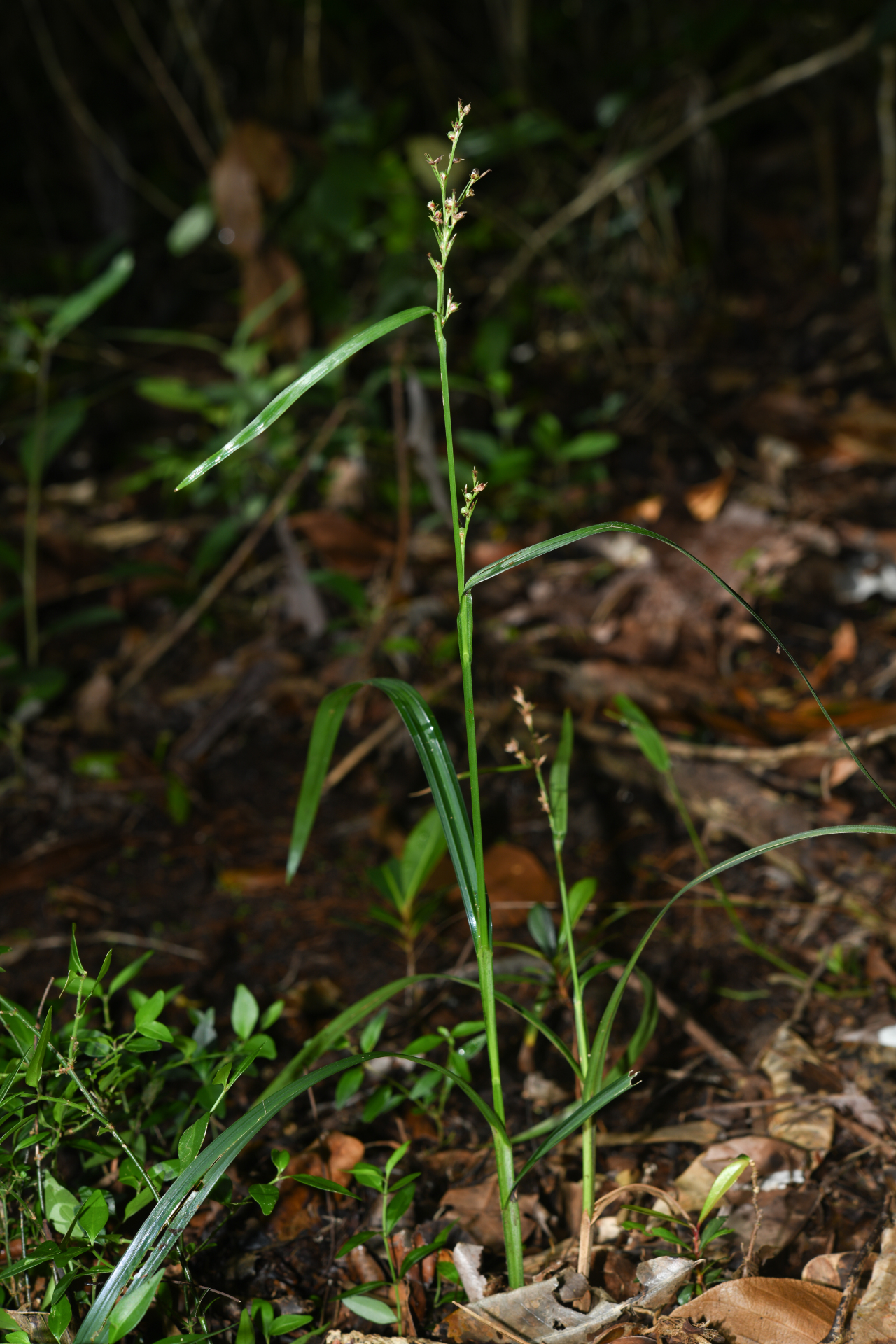 Scleria gaertneri Raddi - Photo Bivouac Naturaliste