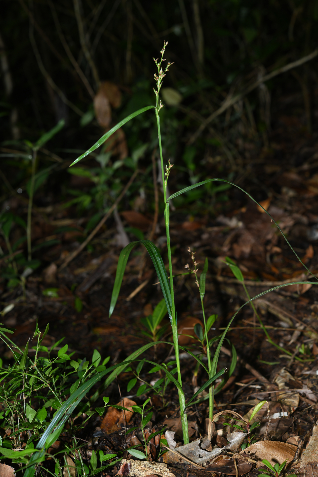 Scleria gaertneri Raddi - Photo Bivouac Naturaliste