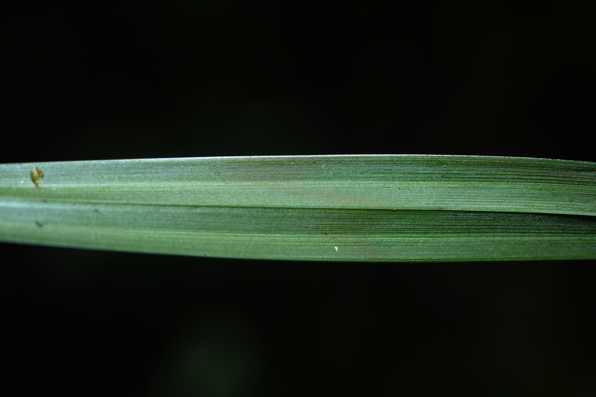 Scleria gaertneri Raddi - Photo Bivouac Naturaliste