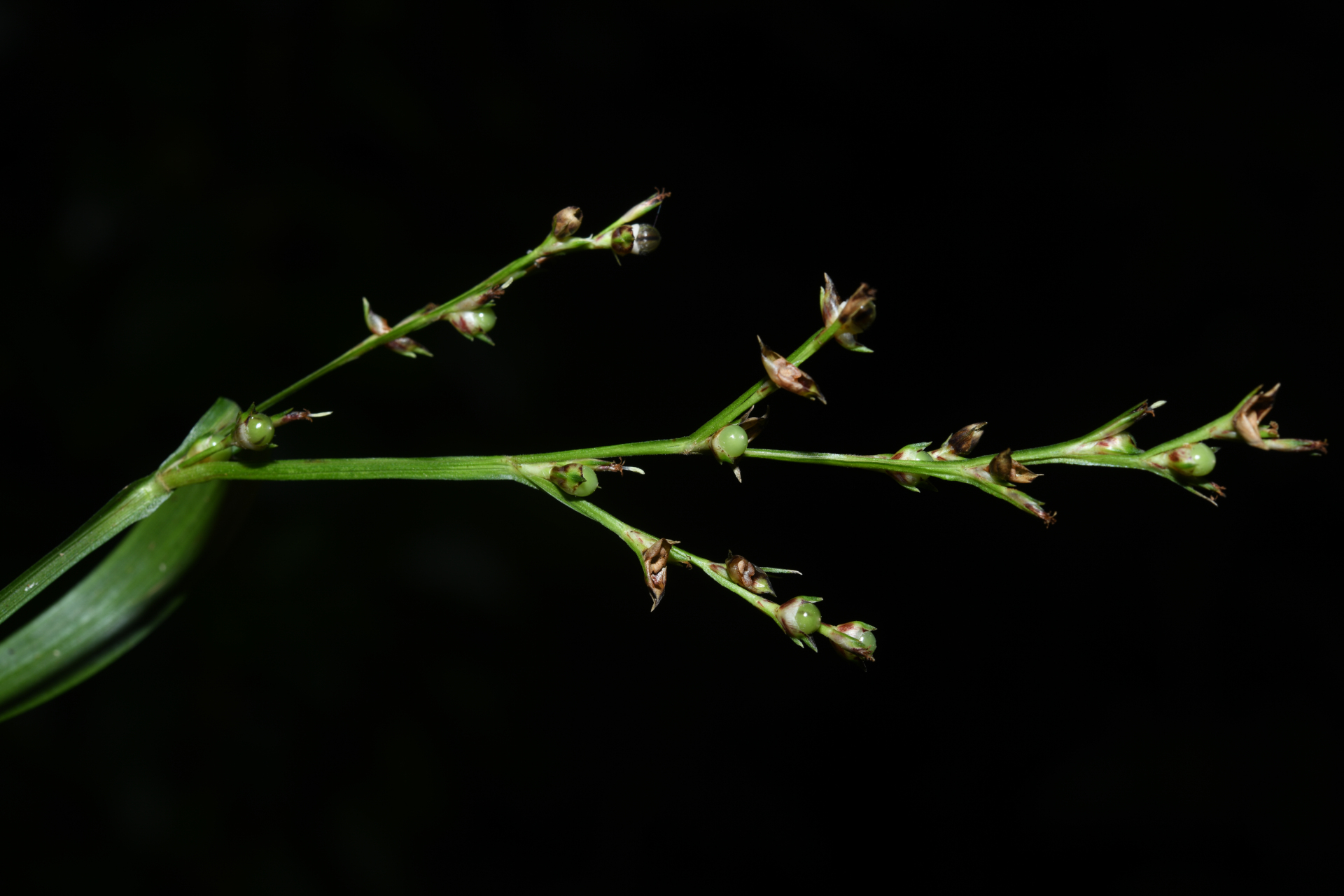 Scleria gaertneri Raddi - Photo Bivouac Naturaliste