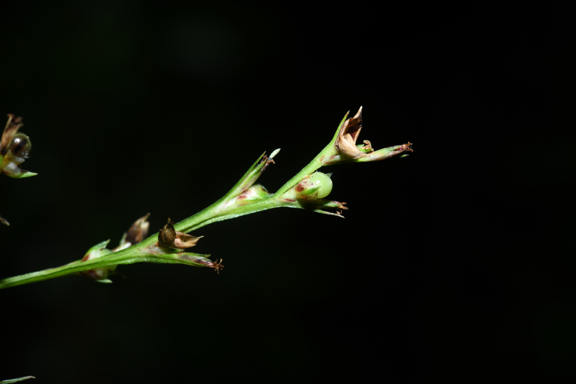 Scleria gaertneri Raddi - Photo Bivouac Naturaliste