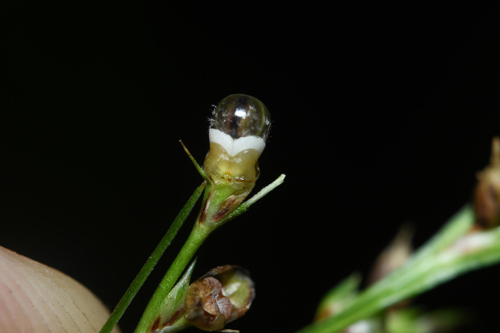 Scleria gaertneri Raddi - Photo Bivouac Naturaliste