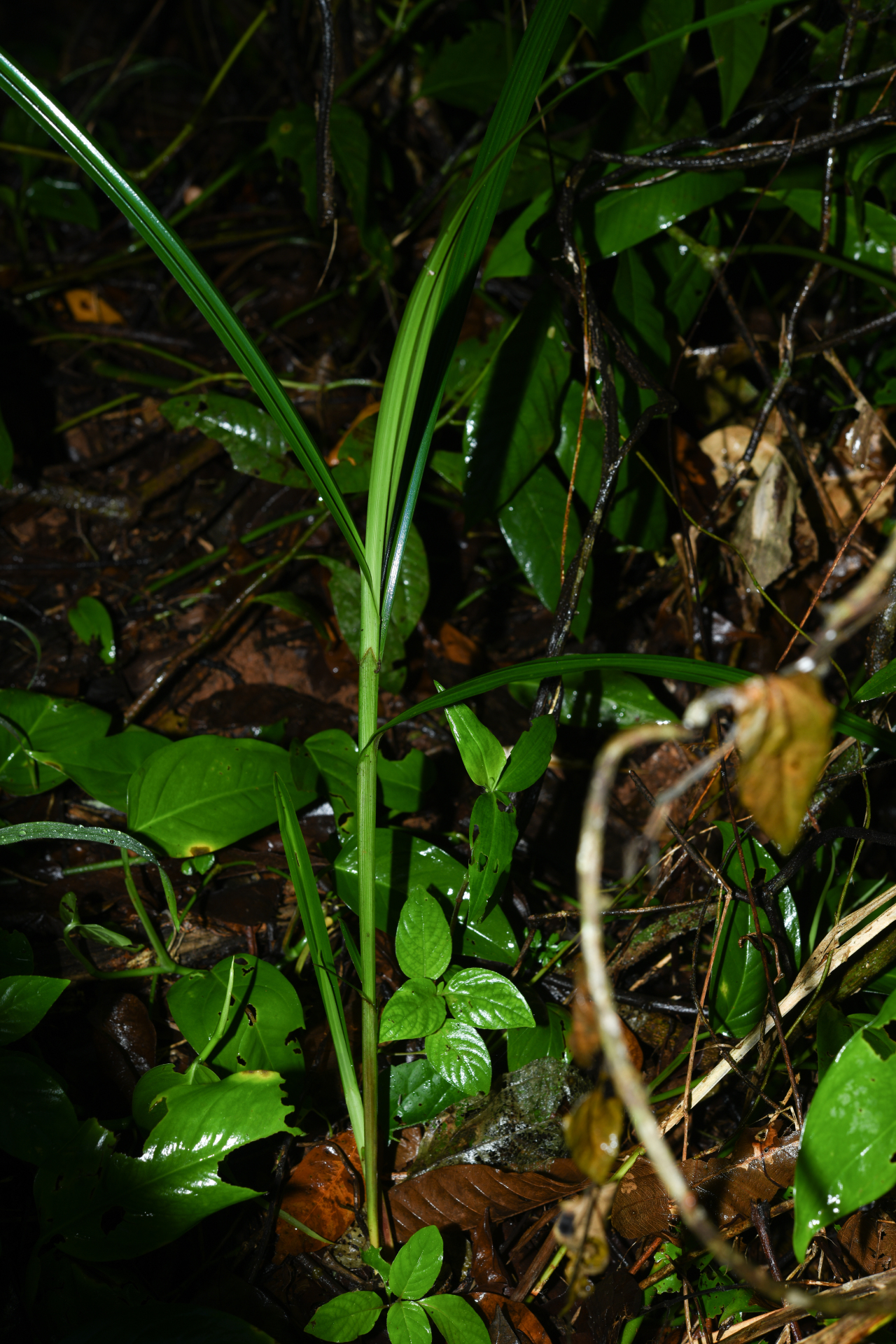 Scleria gaertneri Raddi - Photo Bivouac Naturaliste