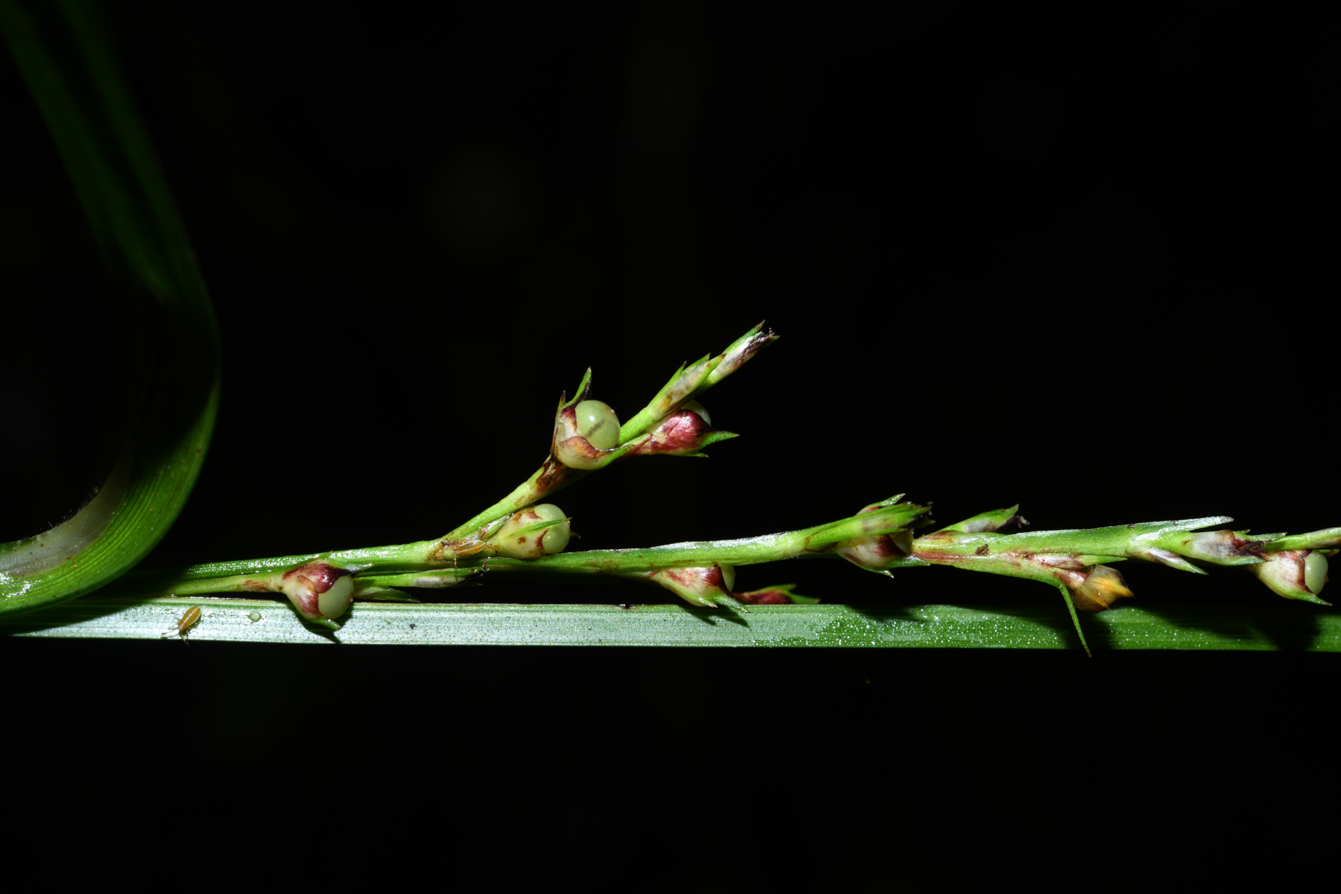 Scleria gaertneri Raddi - Photo Bivouac Naturaliste