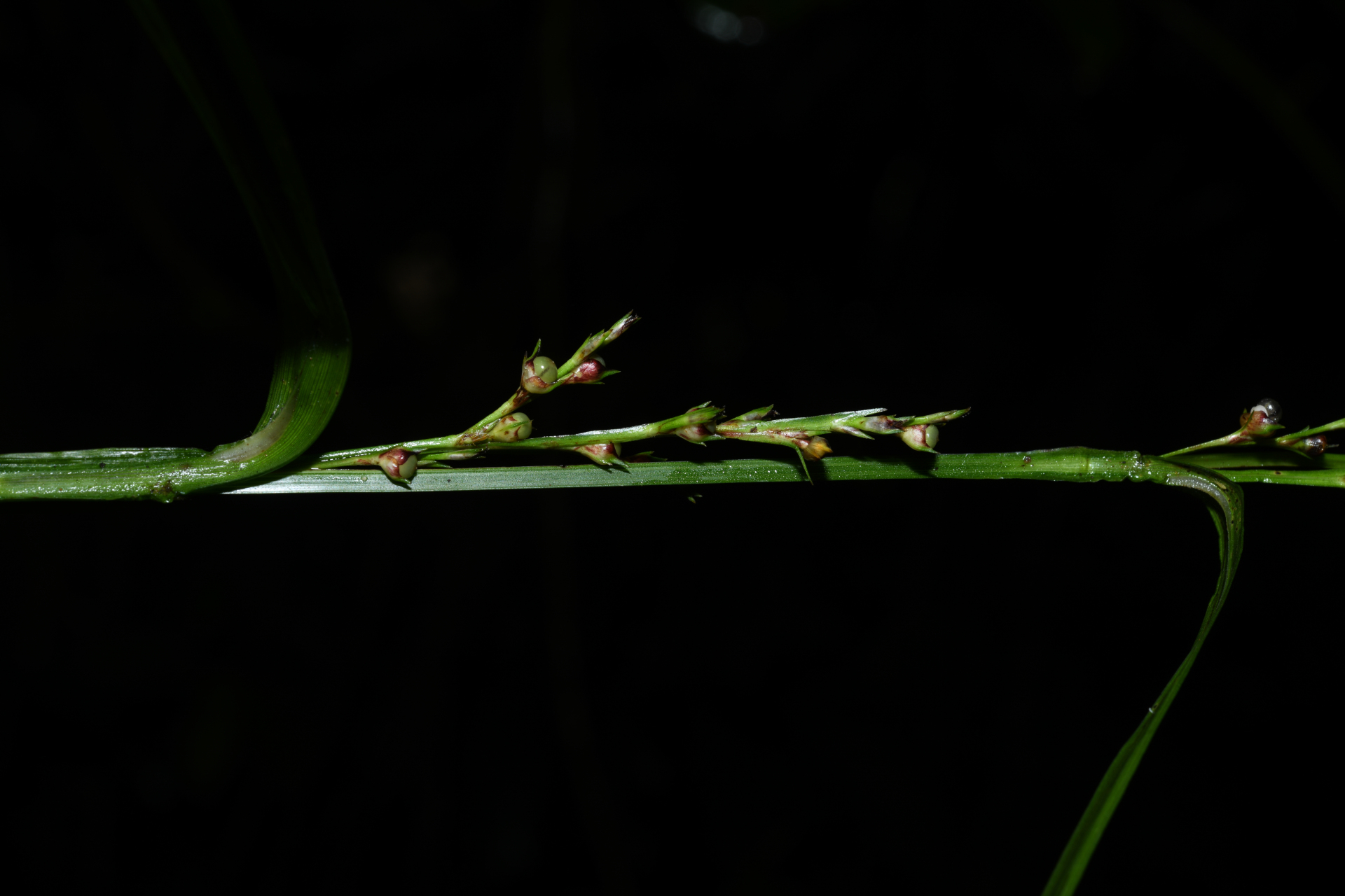 Scleria gaertneri Raddi - Photo Bivouac Naturaliste