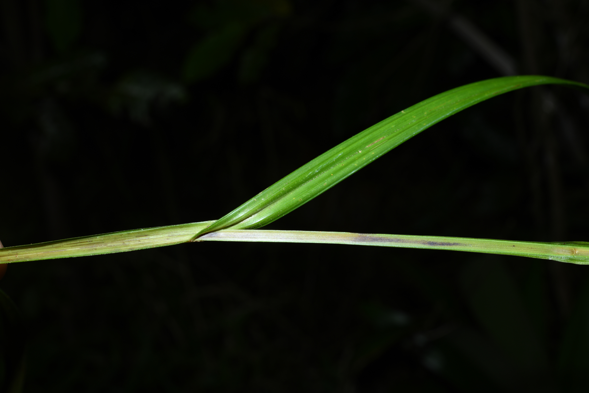 Scleria gaertneri Raddi - Photo Bivouac Naturaliste