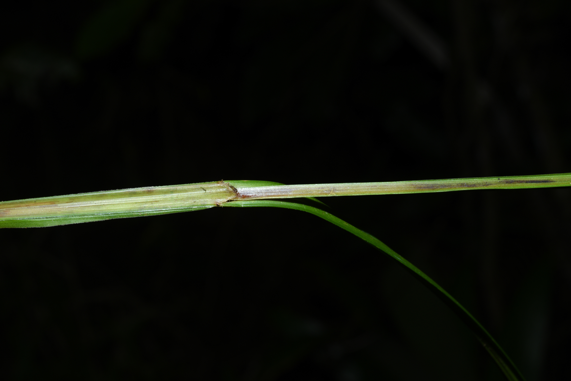 Scleria gaertneri Raddi - Photo Bivouac Naturaliste
