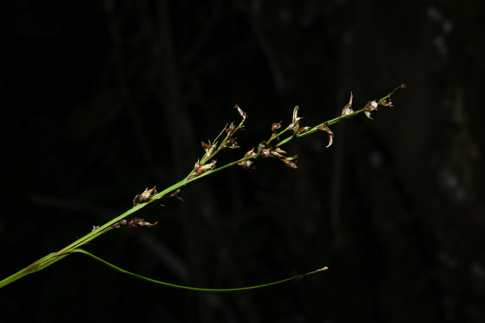 Scleria gaertneri Raddi - Photo Bivouac Naturaliste