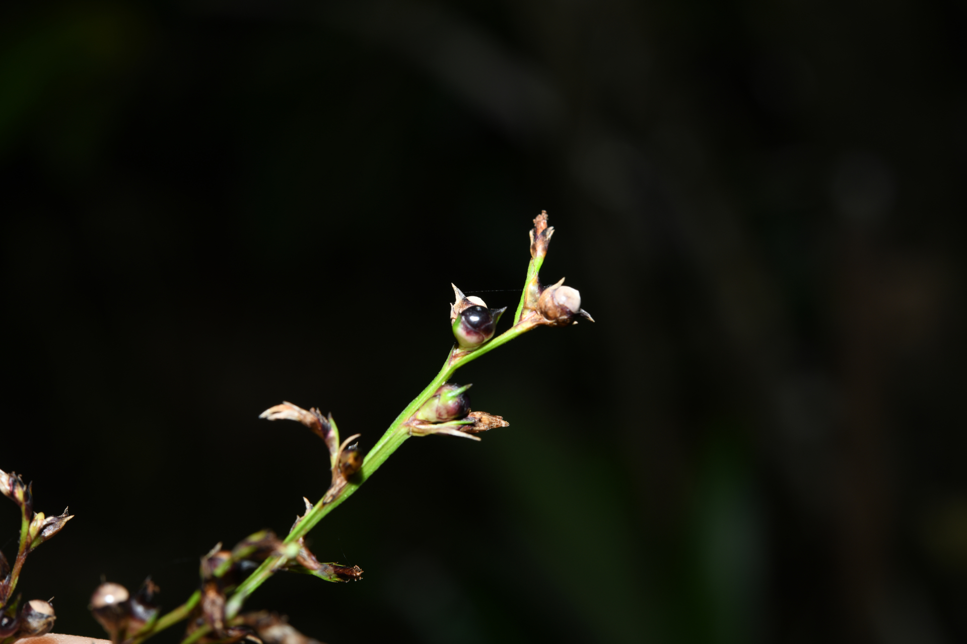 Scleria gaertneri Raddi - Photo Bivouac Naturaliste