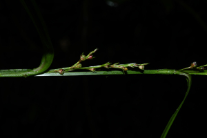 Scleria gaertneri Raddi