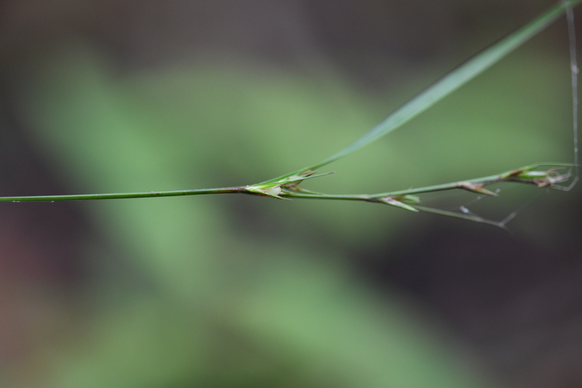 Scleria lithosperma Roxb. - Photo Bivouac Naturaliste