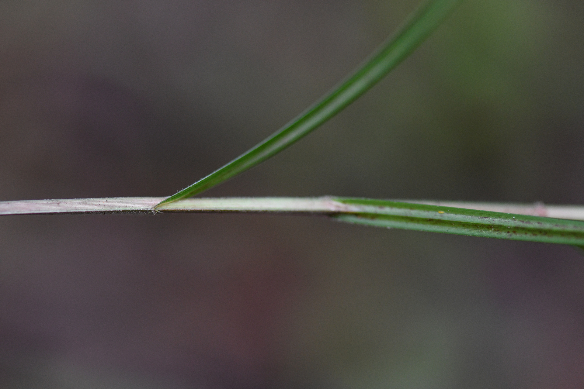 Scleria lithosperma Roxb. - Photo Bivouac Naturaliste