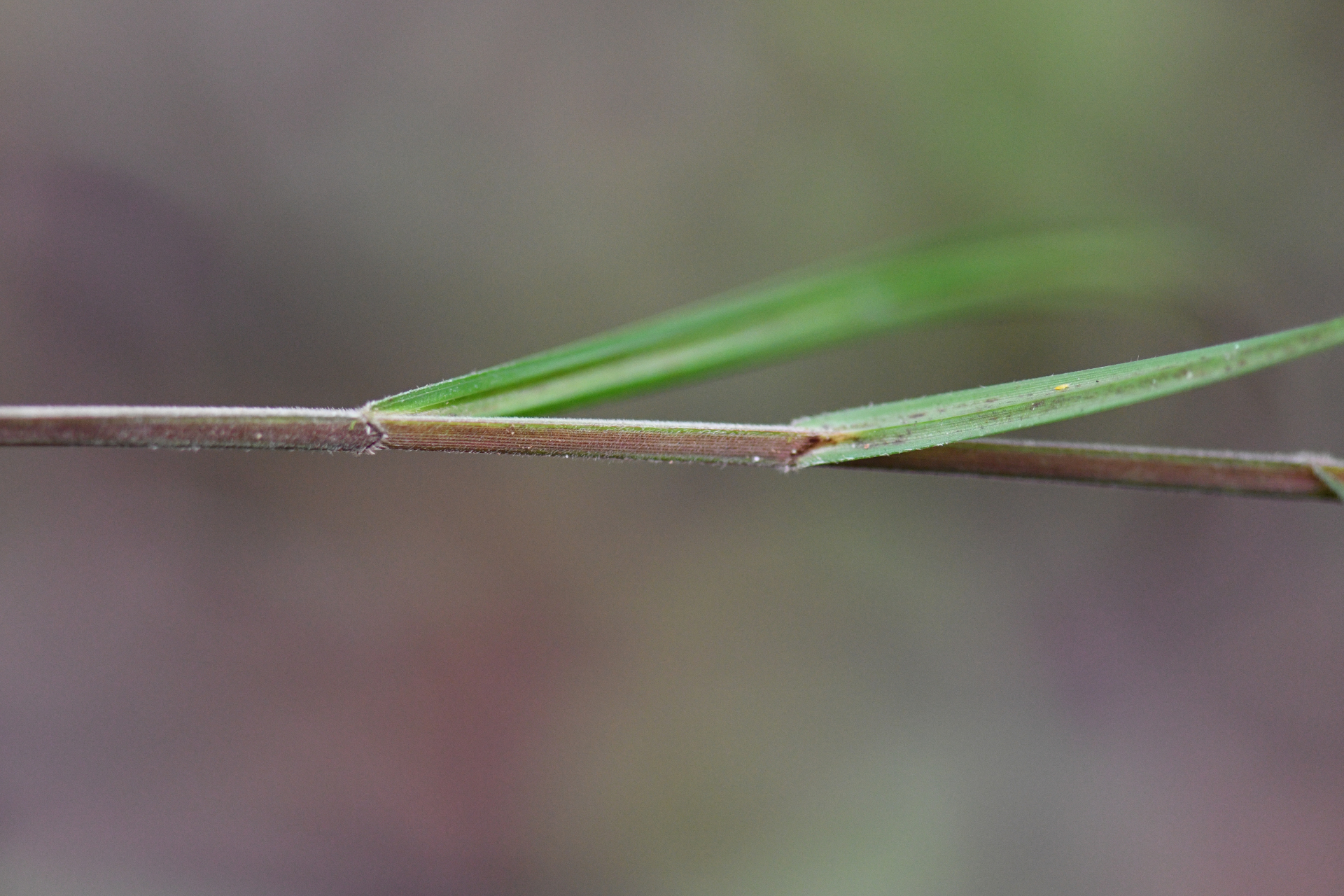 Scleria lithosperma Roxb. - Photo Bivouac Naturaliste