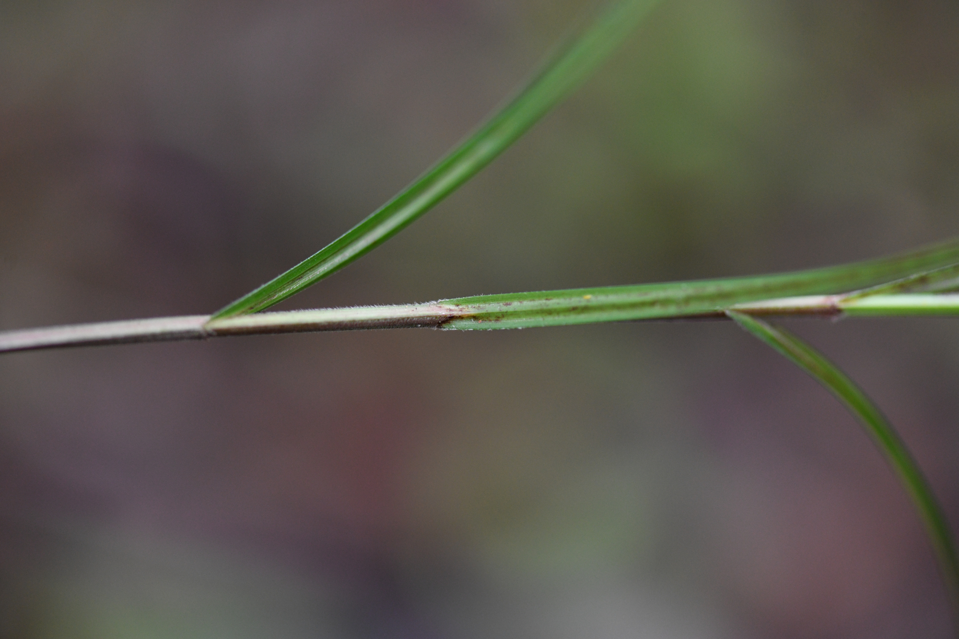 Scleria lithosperma Roxb. - Photo Bivouac Naturaliste