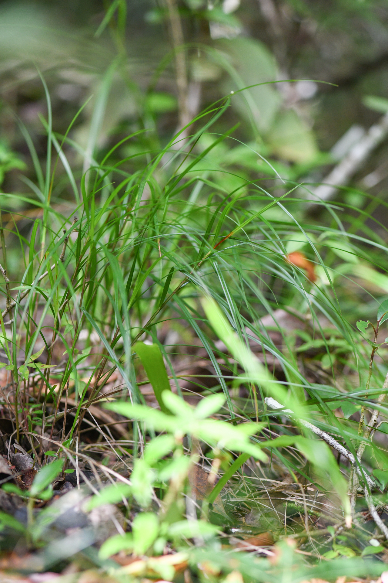 Scleria lithosperma Roxb. - Photo Bivouac Naturaliste