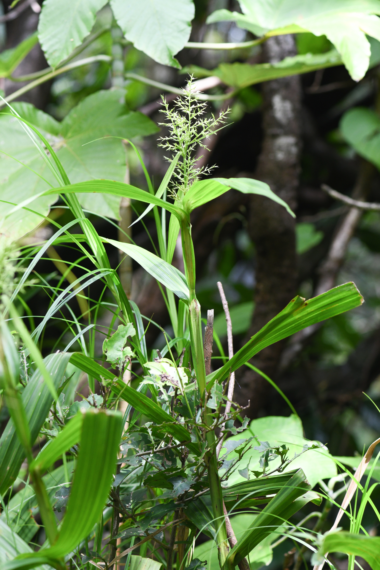 Scleria latifolia Moon. - Photo Bivouac Naturaliste