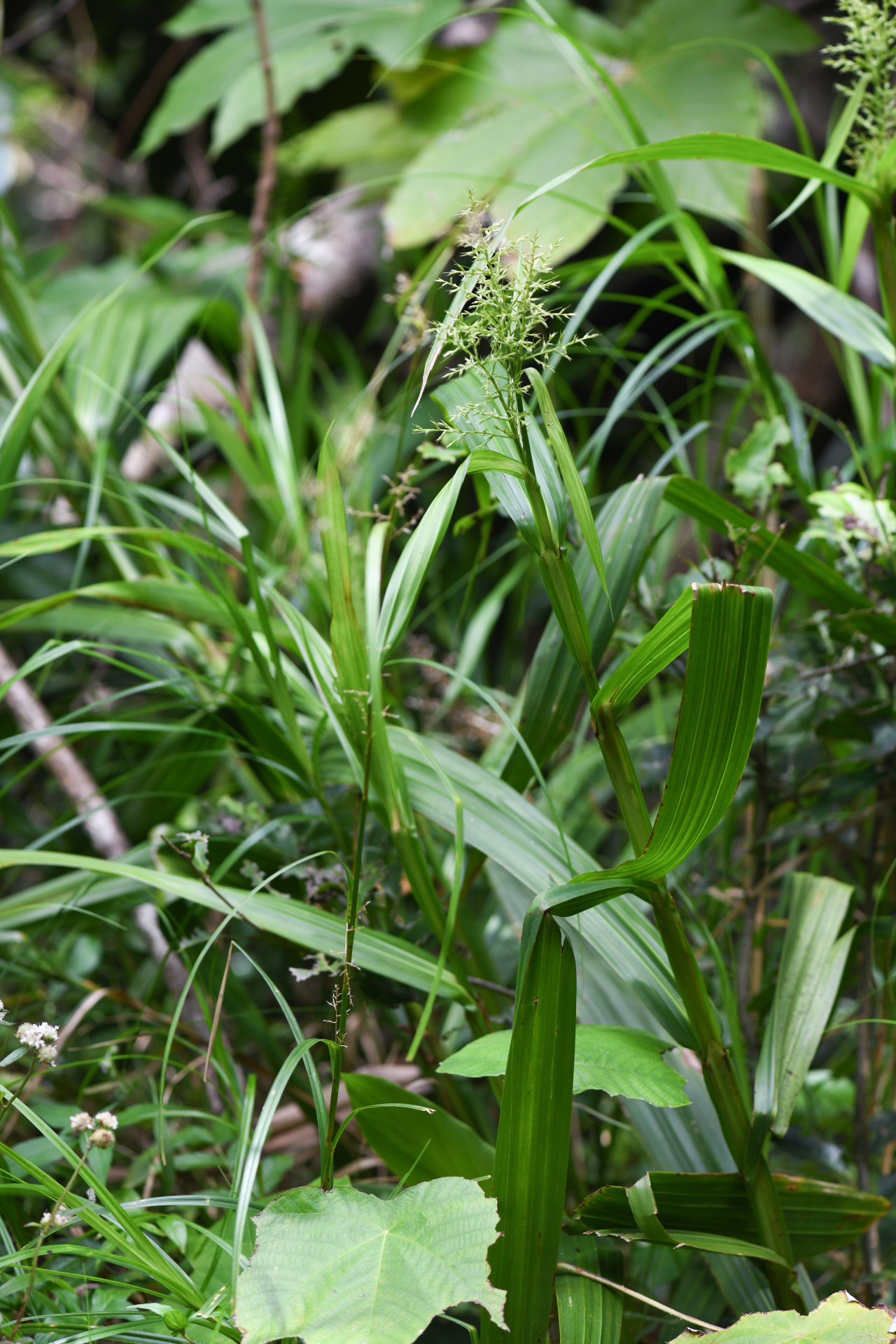 Scleria latifolia Moon. - Photo Bivouac Naturaliste