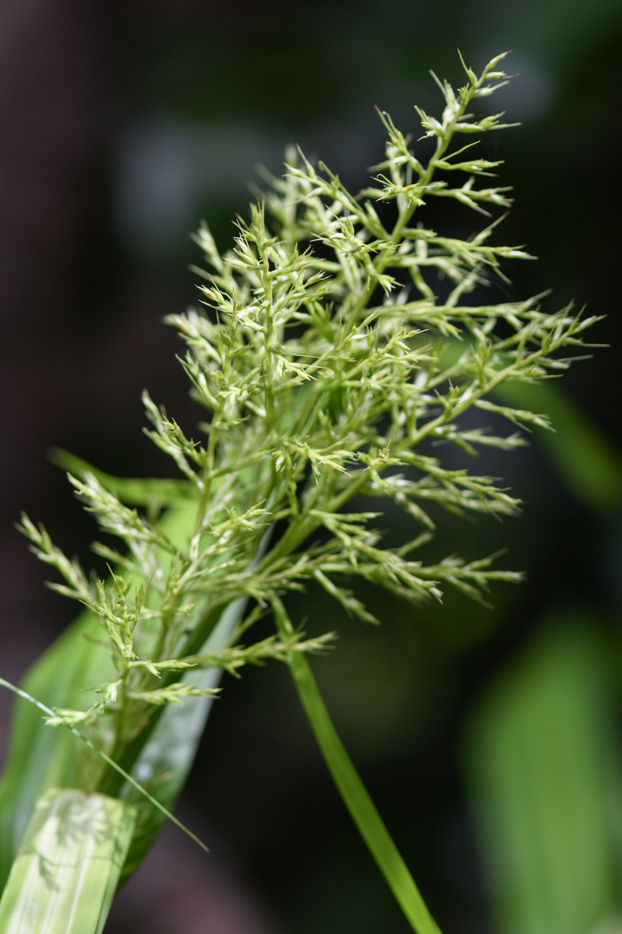Scleria latifolia Moon. - Photo Bivouac Naturaliste