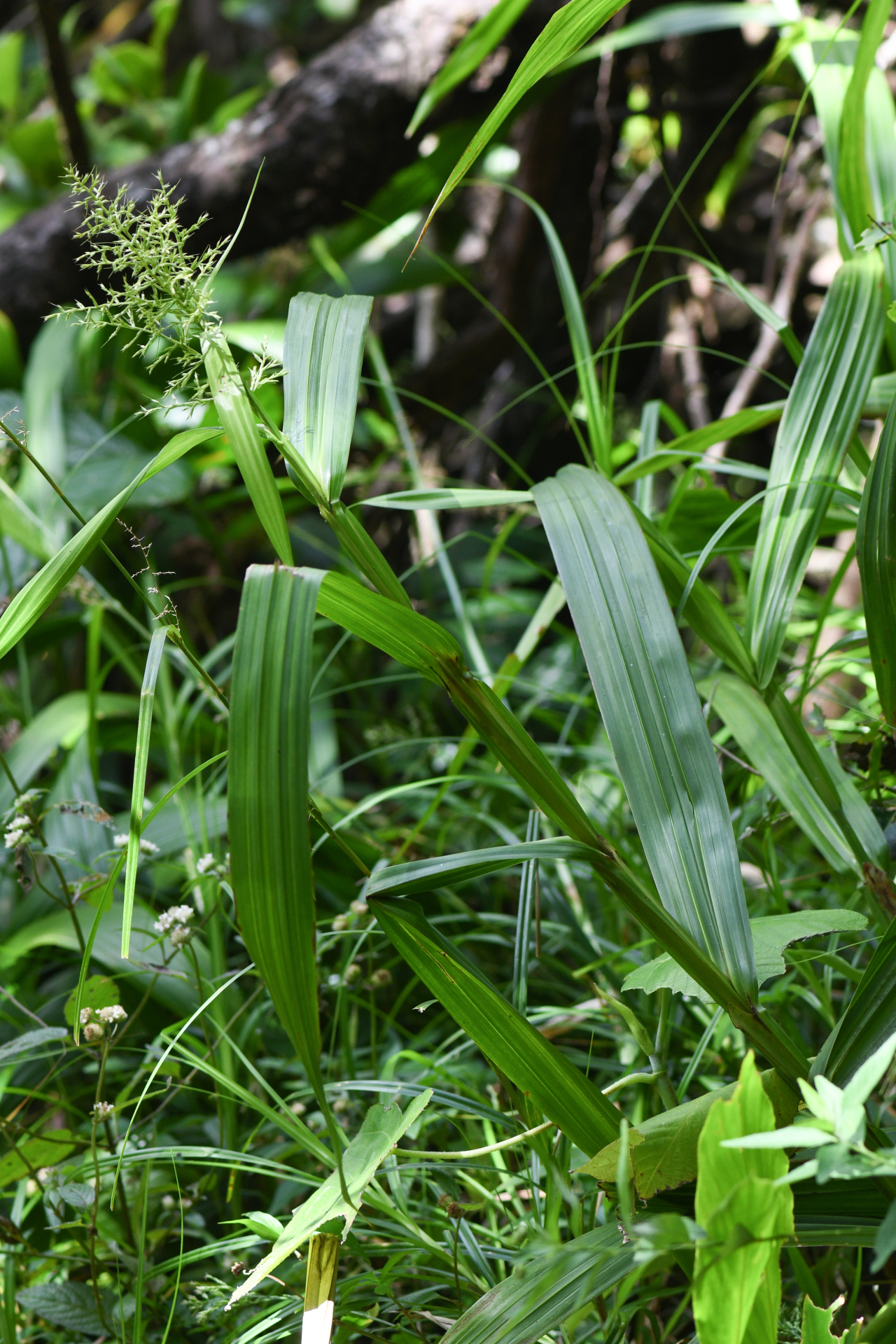 Scleria latifolia Moon. - Photo Bivouac Naturaliste