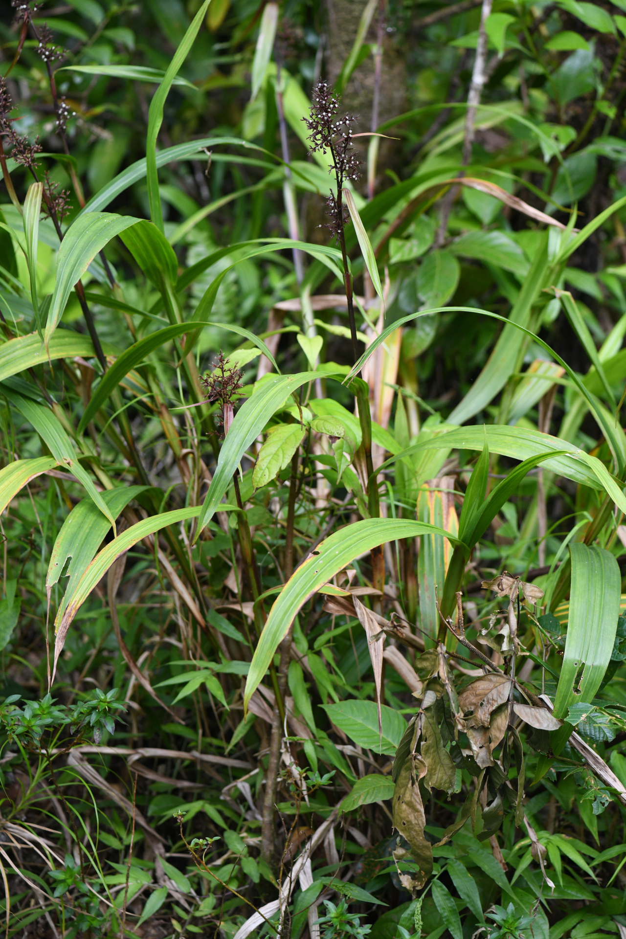 Scleria latifolia Moon. - Photo Bivouac Naturaliste