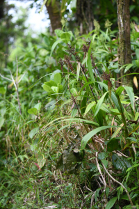 Scleria latifolia Moon.