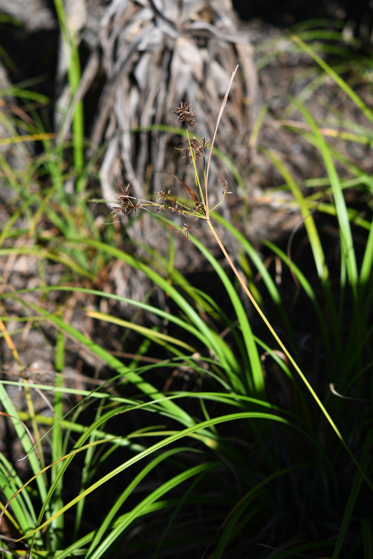 Cyperus distans L.f. - Photo Bivouac Naturaliste