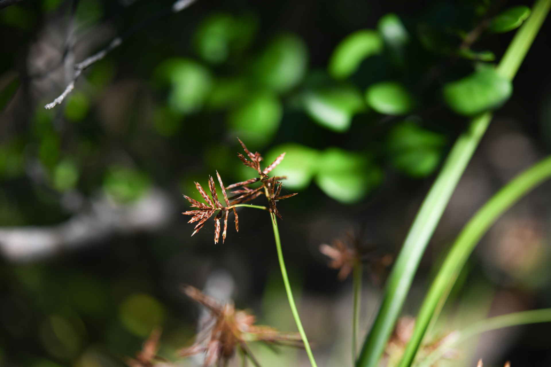 Cyperus distans L.f. - Photo Bivouac Naturaliste