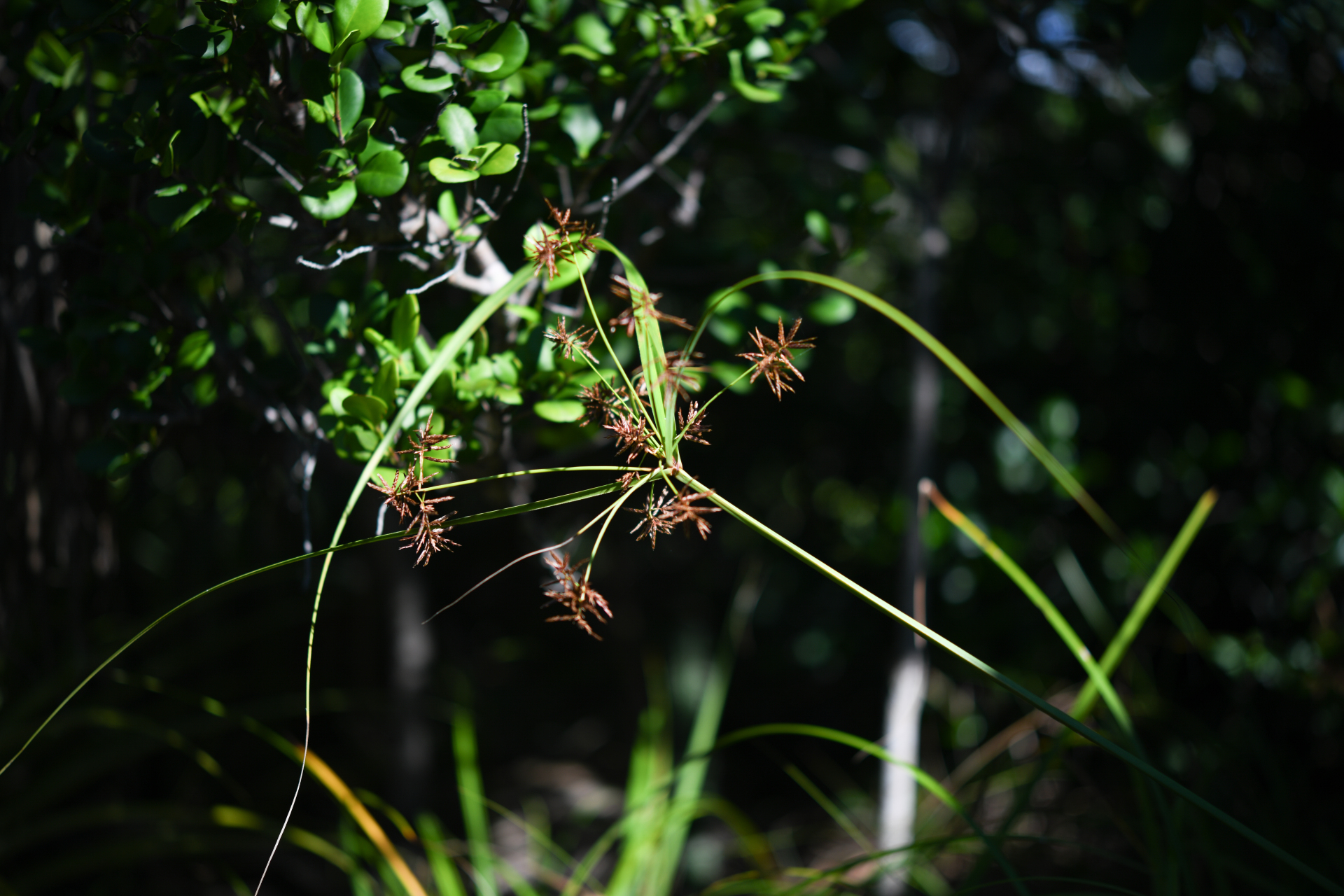 Cyperus distans L.f. - Photo Bivouac Naturaliste