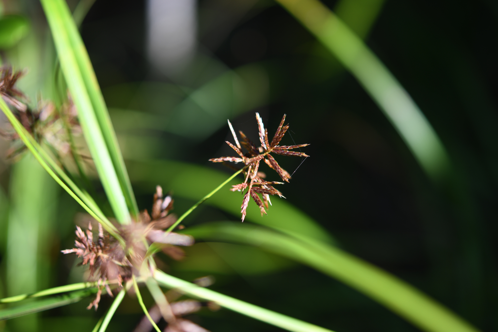 Cyperus distans L.f. - Photo Bivouac Naturaliste