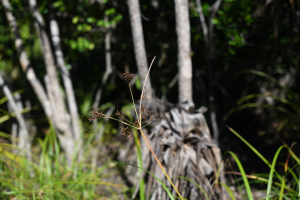 Cyperus distans L.f.