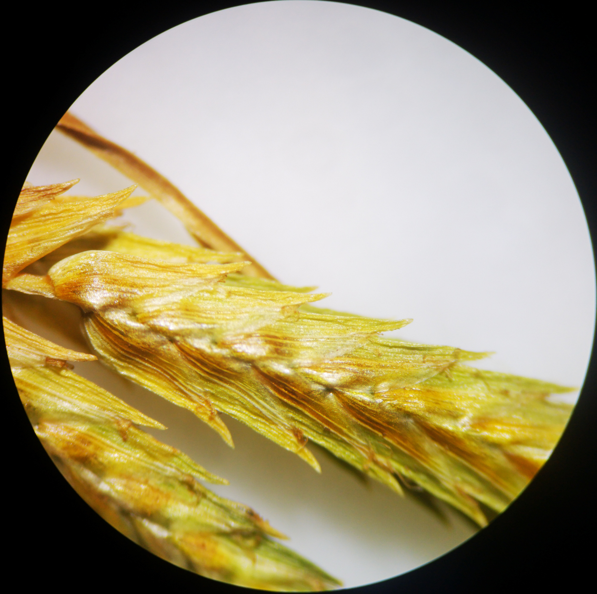 Cyperus compressus L. - Photo Bivouac Naturaliste