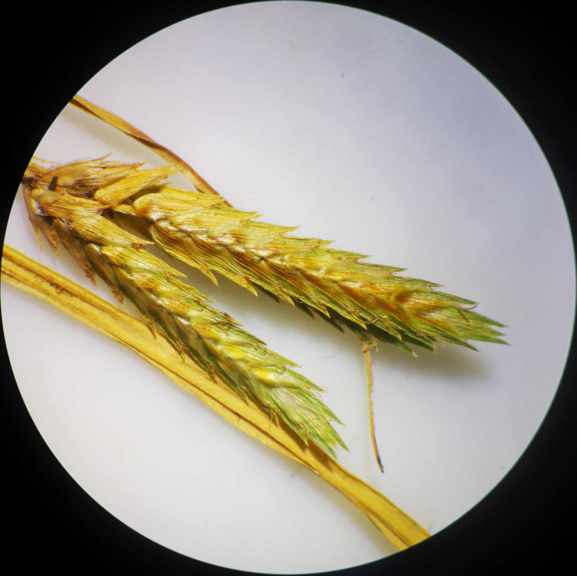 Cyperus compressus L. - Photo Bivouac Naturaliste
