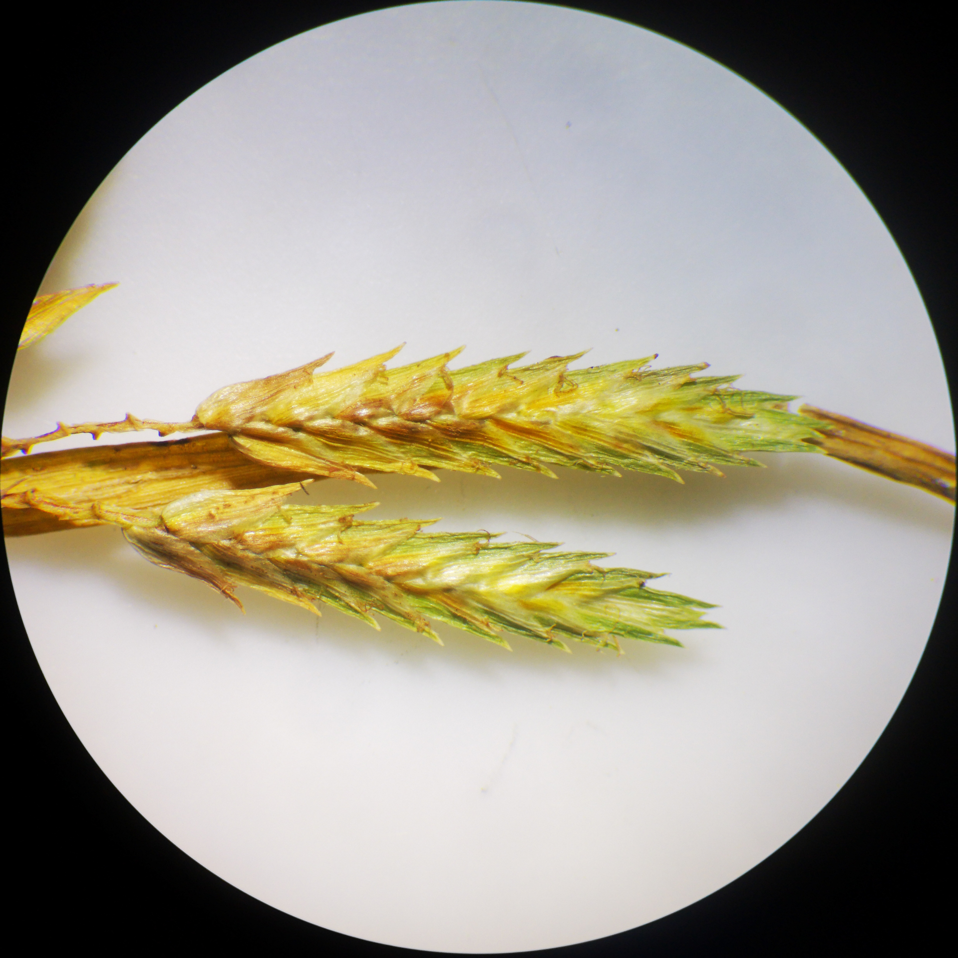 Cyperus compressus L. - Photo Bivouac Naturaliste