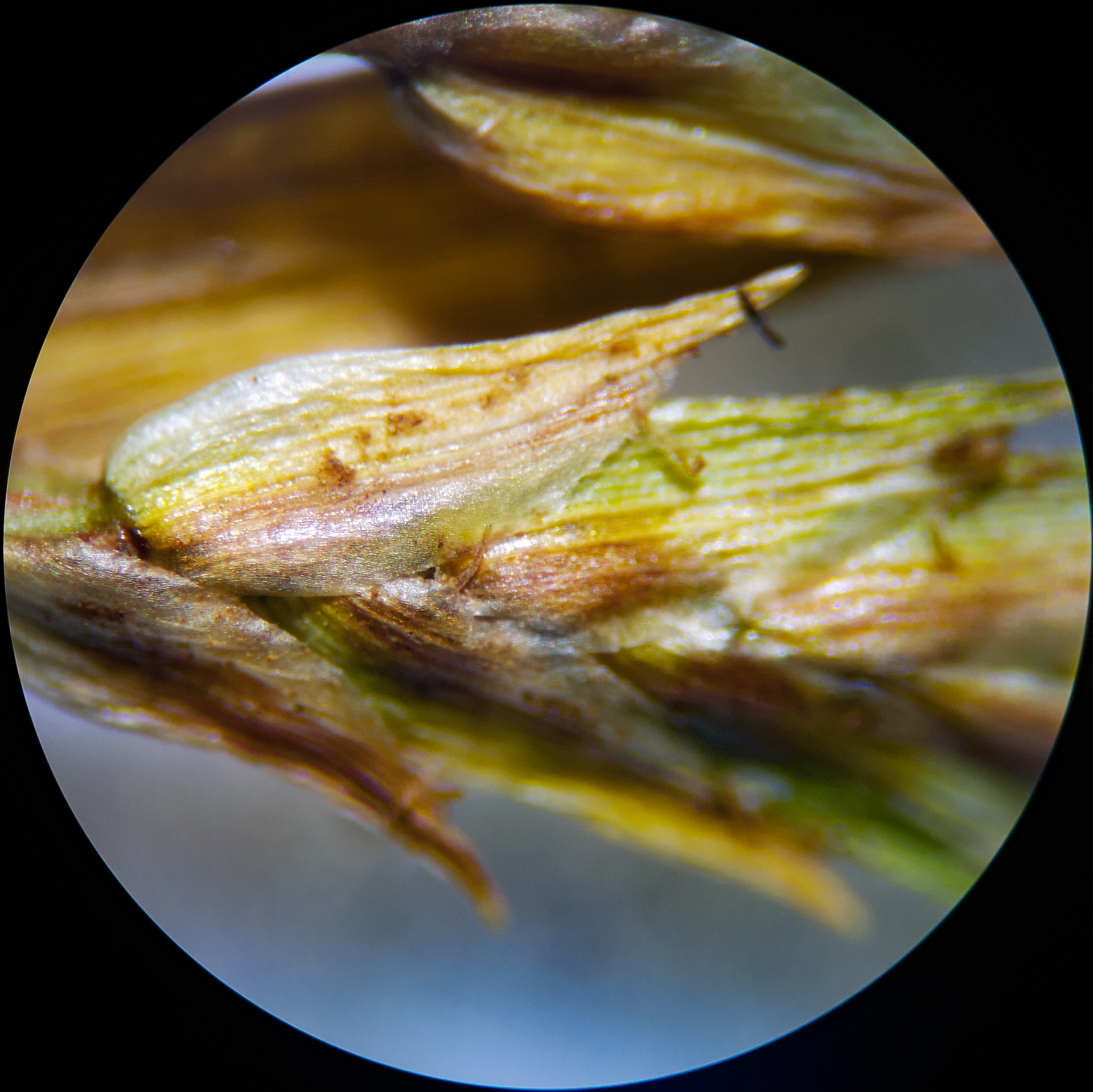 Cyperus compressus L. - Photo Bivouac Naturaliste