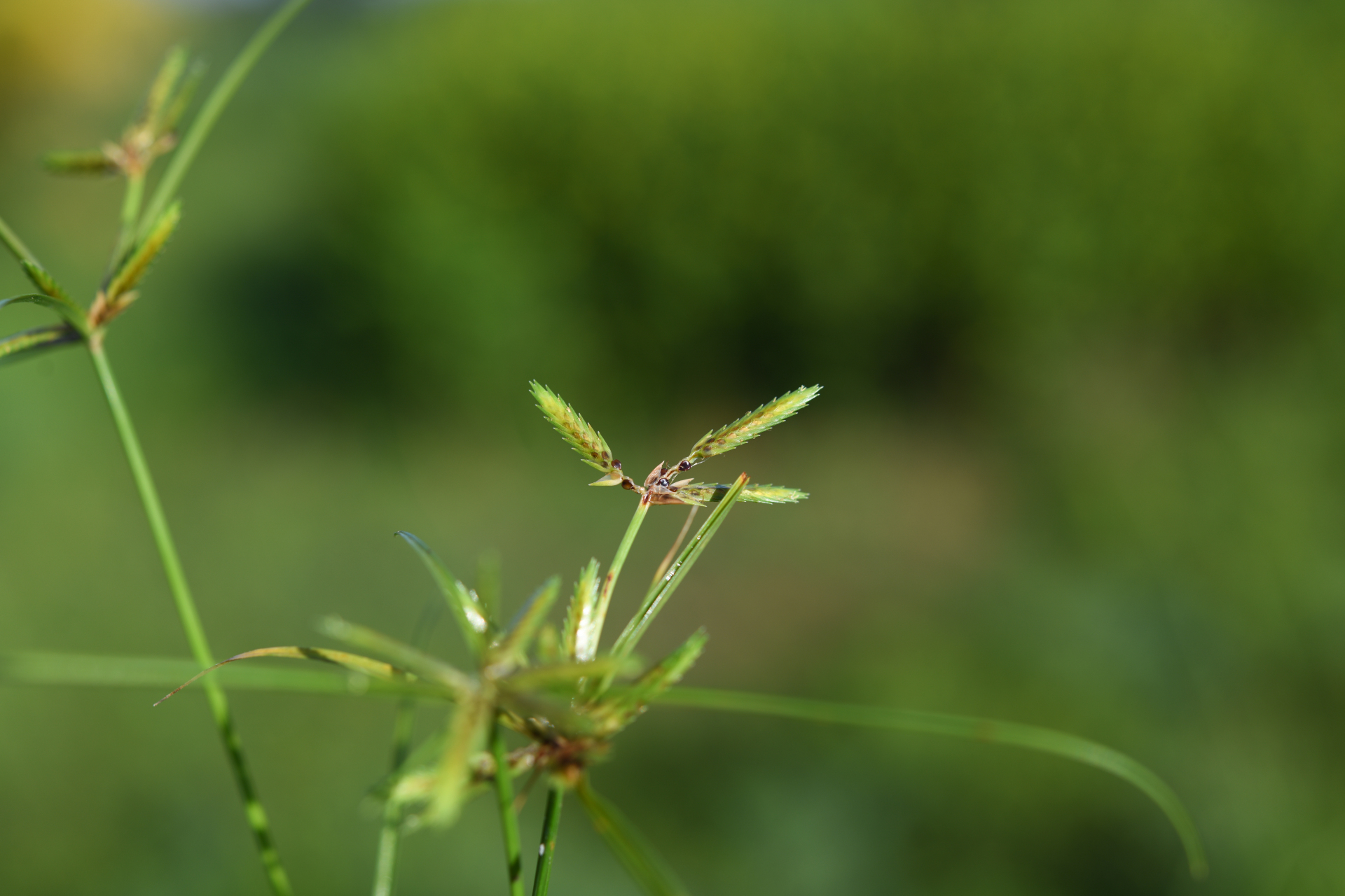 Cyperus compressus L. - Photo Bivouac Naturaliste