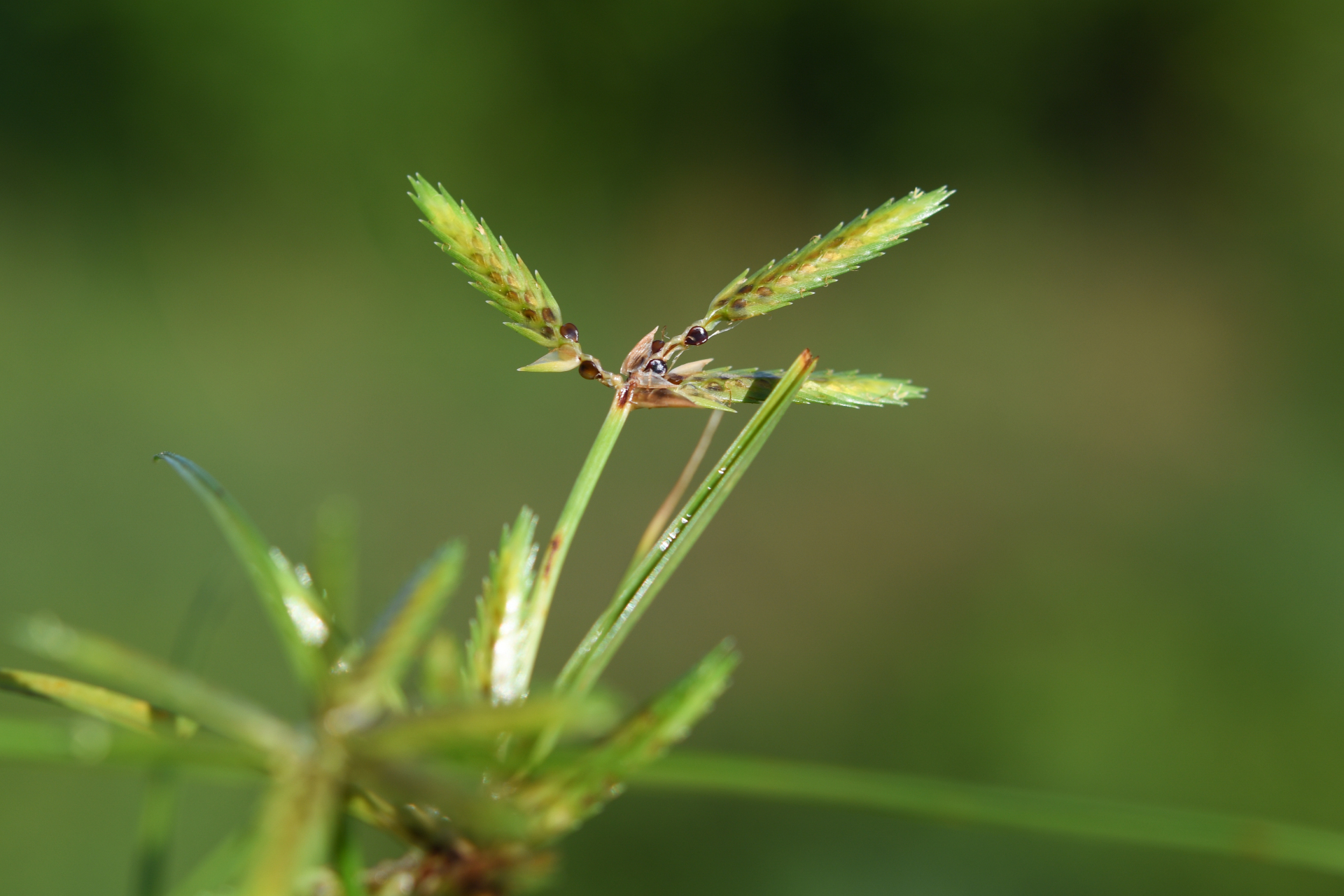 Cyperus compressus L. - Photo Bivouac Naturaliste